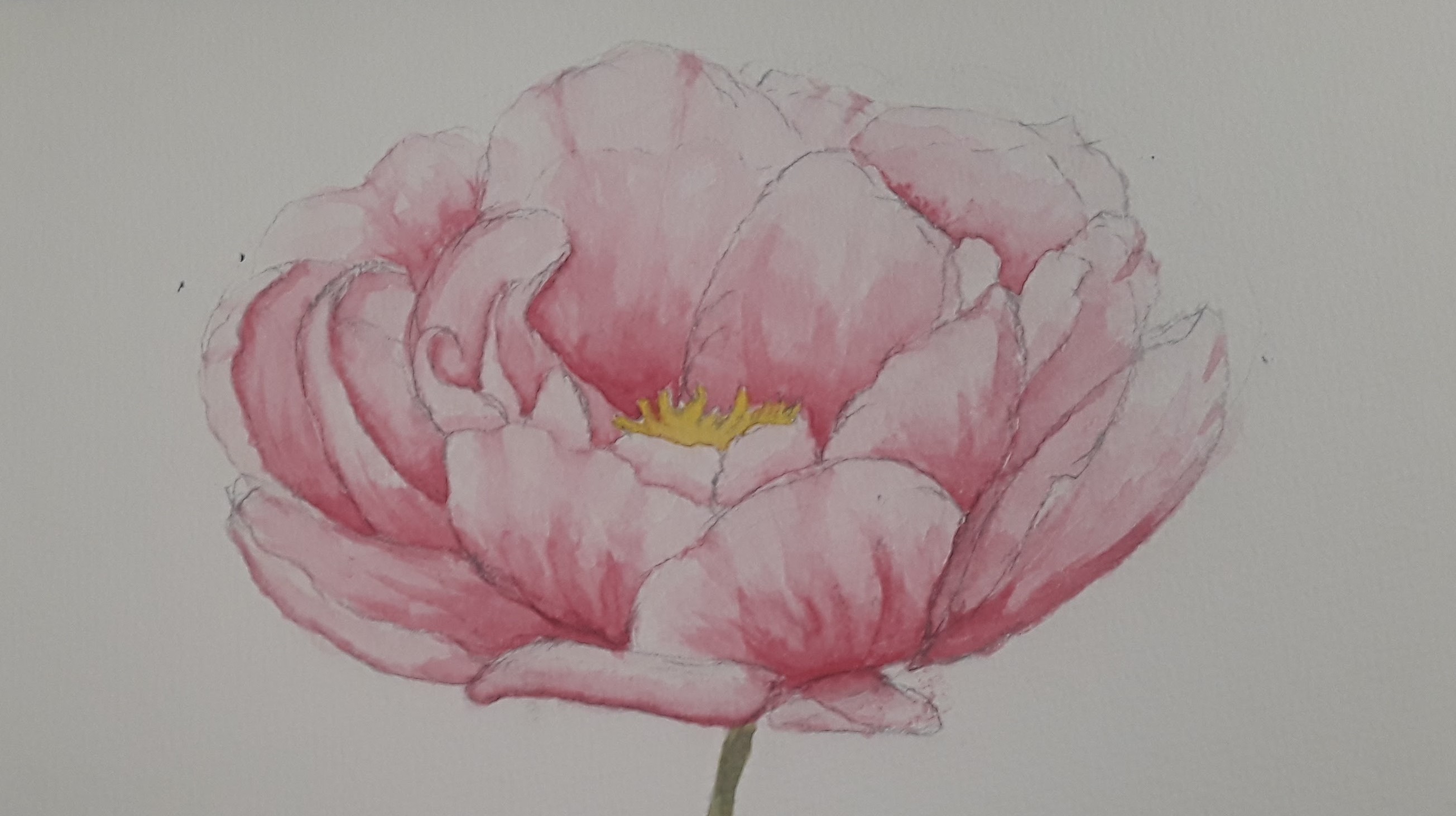 a watercolor painting of a pink peony